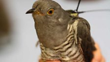 Tagged cuckoo