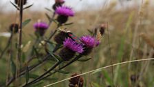 Six-spot Burnet