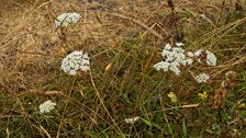 Wild Carrot