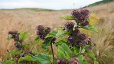 Burdock