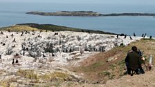 Farne Islands