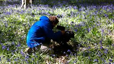 Bluebells up close