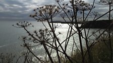 A view from the Angus Coast