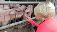 Julie Meets the Pigs