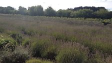 Wiltshire's only Lavender Farm