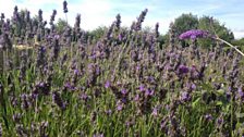 Wiltshire's only Lavender Farm