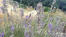 Wiltshire's only Lavender Farm