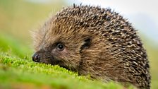 A hedgehog searches for a mate on warm evenings