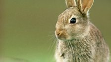 Bunny rabbit in a field