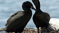 Shags on the Farne Islands