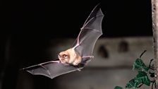 Greater horseshoe bat