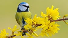 Bluetit