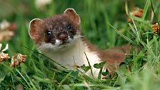 Young stoat