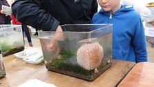 Touch tank