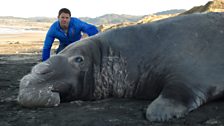 Two-tonne elephant seal