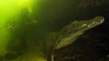 Swimming with crocodiles