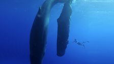 Sperm whales