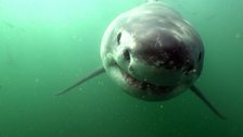 Curious great white shark