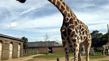 Giraffe at ZSL London Zoo