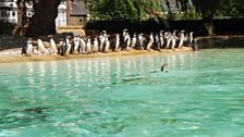 Penguin Beach at ZSL London Zoo