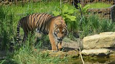 Jae Jae - Sumatran Tiger at ZSL London Zoo