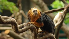 Golden-headed Lion Tamarin