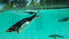 Penguin Beach at ZSL London Zoo