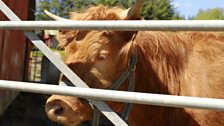 Toffee the Cow