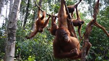 Hanging out in forest school