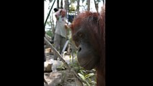 Orangutan photobomb