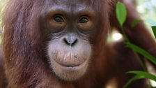 A young orangutan