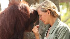 Lone and a rescued orangutan