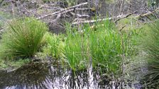 Wetlands caused by the beavers' dam