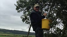 Hartley Trotter has been picking damsons for more than sixty years