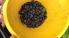 A bucket of damsons starts to fill up.