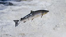 ... and here's how an older salmon can leap!