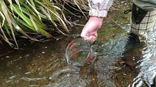 Releasing the salmon fry