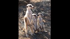 Meerkats