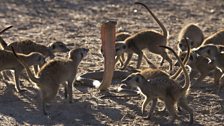 Meerkats and cobra