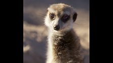 Meerkat (Suricata suricatta)