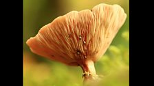 Lactarius quietus Oak Milkcap