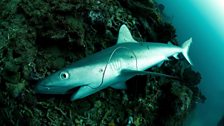 Black tip reef shark, line caught and discarded.  Photograph taken in the Solomon Islands,Pacific Ocean.