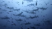 Schooling Scalloped Hammerhead sharks (Sphyrna lewini) at Darwins Arch, Galapagos.