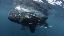 Whale shark (Rhincodon typus) 'banking' in the Qatari sector of the Arabian Gulf.