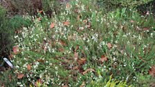 Heather everywhere - Champs Hill