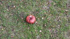 Champs Hill - A Toadstool