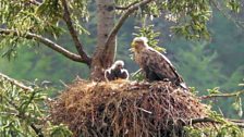 Sea eagle mum Iona and her chick