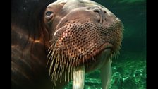 Walrus Close-up