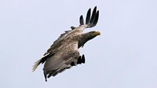 Sea eagle in flight