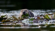 A beaver feeding on lilies